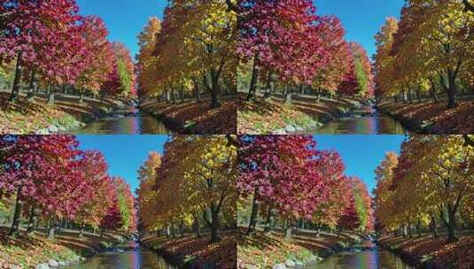 秋日溪边多彩枫树风景高清在线视频素材下载