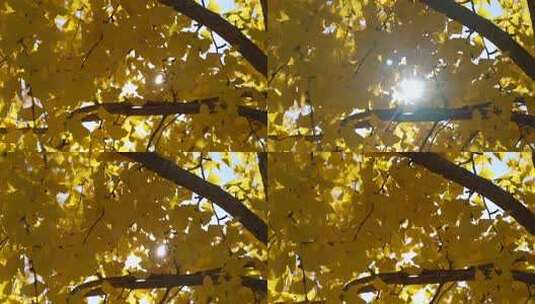 银杏叶透光高清在线视频素材下载