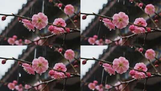 唯美古风雨中红梅绽放意境视频高清在线视频素材下载