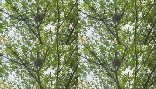 树上鸟巢及繁茂枝叶景象高清在线视频素材下载