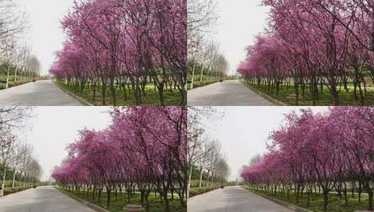 春天公园里大片紫红色梅花盛开高清在线视频素材下载