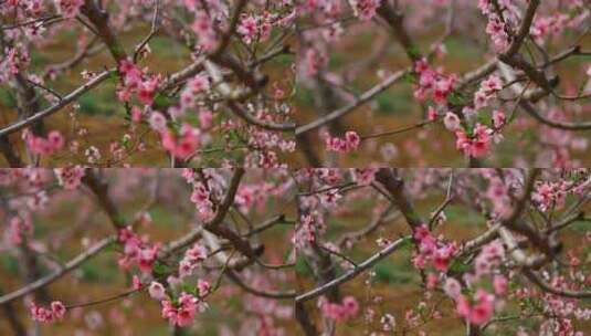鲜花与树枝的变焦镜头高清在线视频素材下载