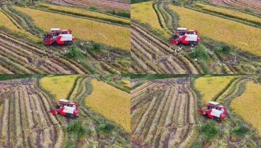 稻田收割 丰收场景 白鹭高清在线视频素材下载