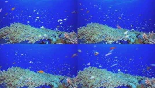 海底生物高清在线视频素材下载