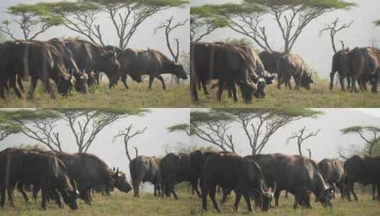 大草原上觅食的海角水牛。高清在线视频素材下载