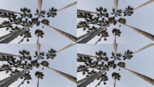 Washingtonia filifera加州风格的棕榈树，叶子随风滚动高清在线视频素材下载