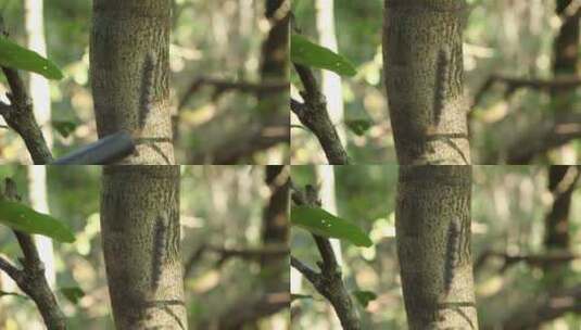 在树上的毛毛虫高清在线视频素材下载