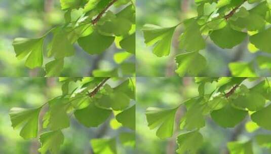 4K唯美夏天空镜植物意境实拍视频高清在线视频素材下载