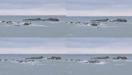 海鸥飞过海面海浪拍打礁石4K高清在线视频素材下载