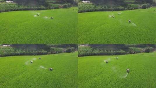 航拍水稻种植基地稻田灌溉喷洒农药高清在线视频素材下载