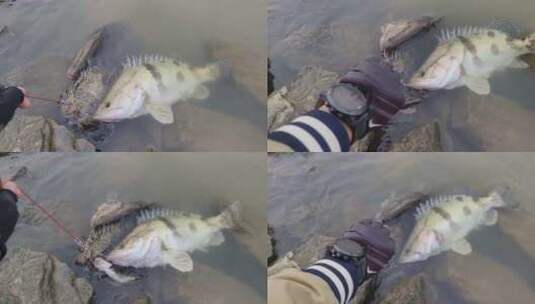 路亚钓鱼鳜鱼高清在线视频素材下载