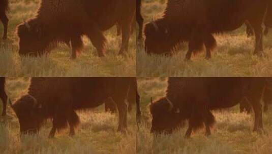 日落时的科罗拉多草原美洲野牛高清在线视频素材下载