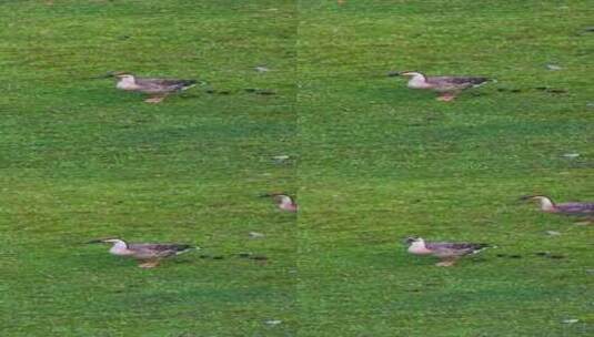 绿色草坪上一只悠闲的灰雁鹅高清在线视频素材下载