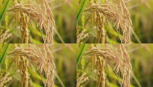 沉甸甸饱满的水稻稻穗迎来秋收丰收高清在线视频素材下载