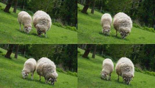 绵羊在草地上吃草高清在线视频素材下载