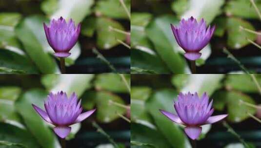紫色莲花盛开延时镜头高清在线视频素材下载