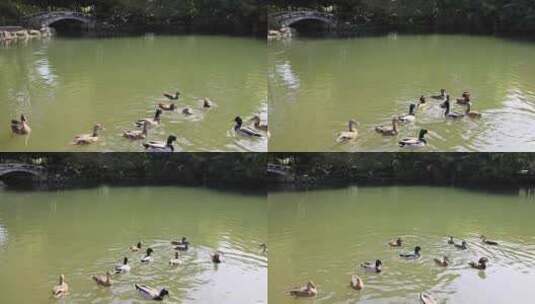 水池里嬉戏的野鸭和鸳鸯慢镜头高清在线视频素材下载