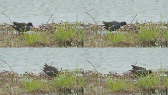 春天池塘湿地水鸟觅食黑水鸡高清在线视频素材下载
