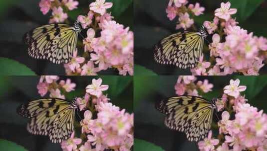 蝴蝶 昆虫 植物 花朵高清在线视频素材下载