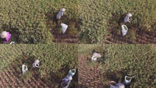 农民人工收割水稻高清在线视频素材下载