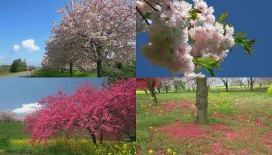 春暖花开自然风光阳光明媚樱花林高清在线视频素材下载