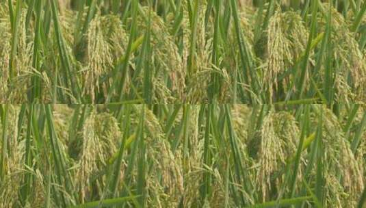 秋天农村粮食水稻穗大米成熟高清在线视频素材下载