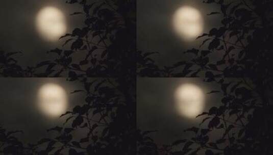 深夜晚树叶月亮剪影唯美天空高清在线视频素材下载