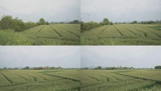 农村风景春天田野小麦穗粮食高清在线视频素材下载