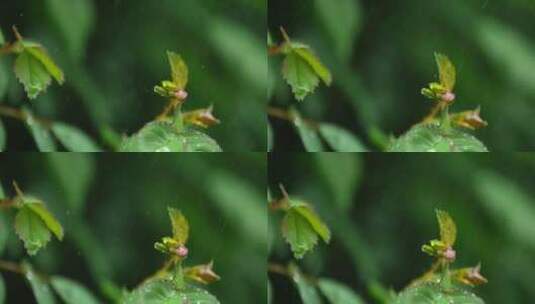 月季 绿叶 细雨 2高清在线视频素材下载