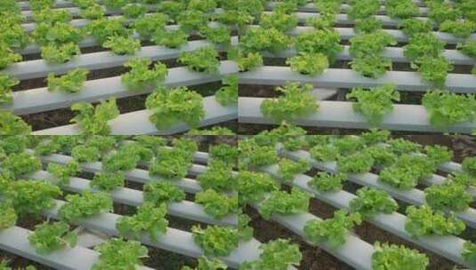 有机蔬菜青菜无公害种植培育高清在线视频素材下载
