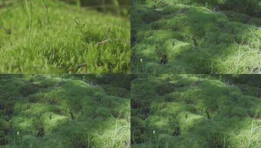 山林中的湿地苔藓高清在线视频素材下载