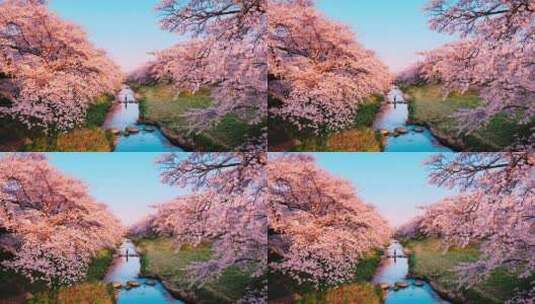 春天樱花粉色樱花盛开高清在线视频素材下载