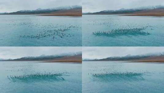 高原湖面鸟群飞翔高清在线视频素材下载