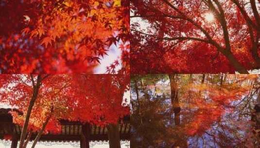 苏州秋天枫树林红色枫叶高清在线视频素材下载
