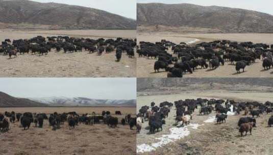 西藏雪景牦牛 航拍 高清在线视频素材下载
