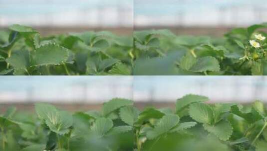 农民田间劳动种植蔬菜蔬菜大棚里的蔬菜草莓高清在线视频素材下载