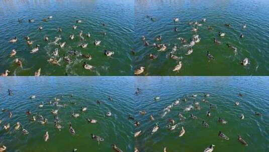 冬季阳光下公园湖面上一群鸭子高清在线视频素材下载