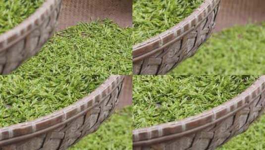 杭州西湖龙井新鲜茶叶高清在线视频素材下载