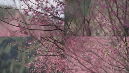 山樱花 冬樱花 花海 粉红色高清在线视频素材下载