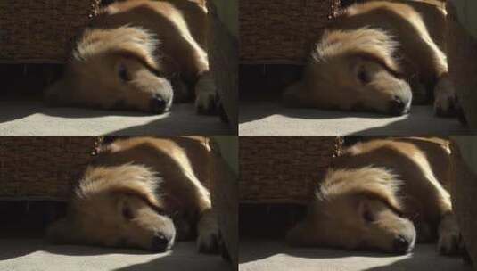 趴在地上晒太阳的金毛犬高清在线视频素材下载