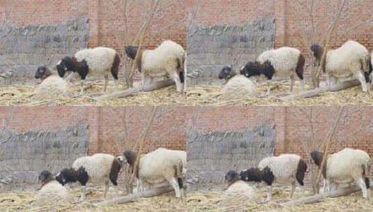 农民家里的绵羊高清在线视频素材下载