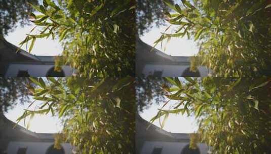 阳光下绿色竹子与古建筑背景高清在线视频素材下载