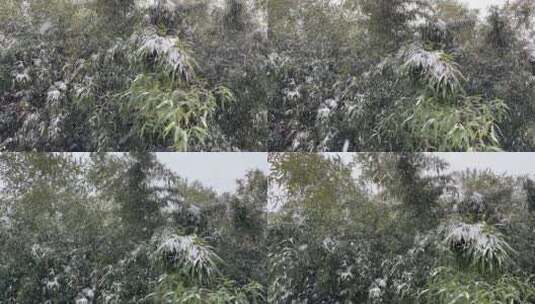 下大雪，竹子被雨雪压弯枝头高清在线视频素材下载