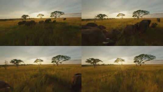 非洲大草原大象在走路航拍高清在线视频素材下载