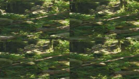 充满岩石的郁郁葱葱的绿色森林高清在线视频素材下载