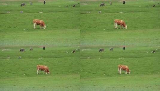 新疆巴音布鲁克草原上放牧的牛群高清在线视频素材下载