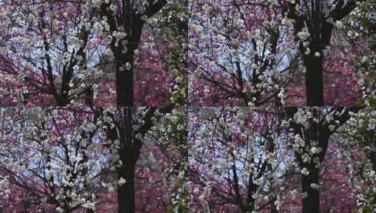 大理大学的樱花高清在线视频素材下载