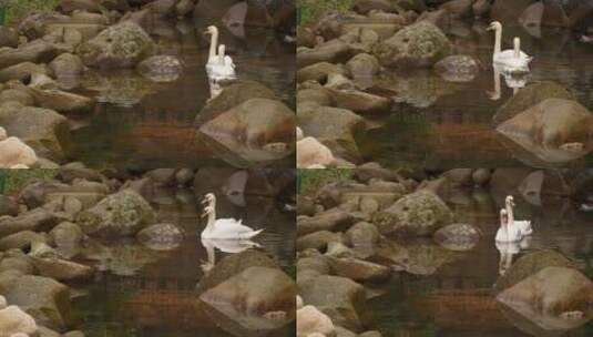 石砌小池塘的鹅高清在线视频素材下载