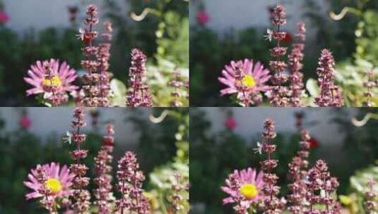 浅焦点的开花植物高清在线视频素材下载