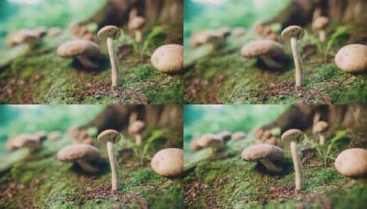 蘑菇在森林里的特写高清在线视频素材下载